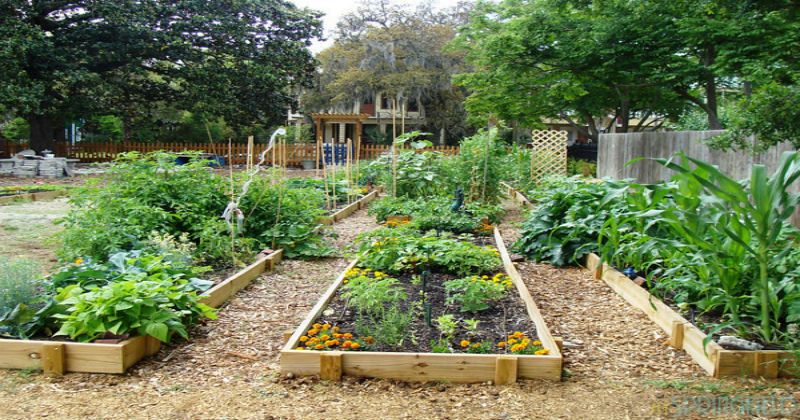 A Look At Charlotte S Many Community Gardens