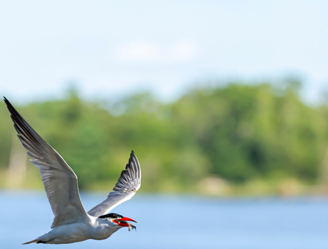 Birding On Maryland's Eastern Shore