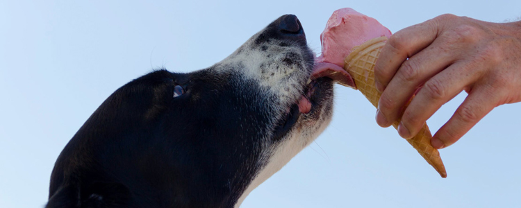 Dog Eating Icecream
