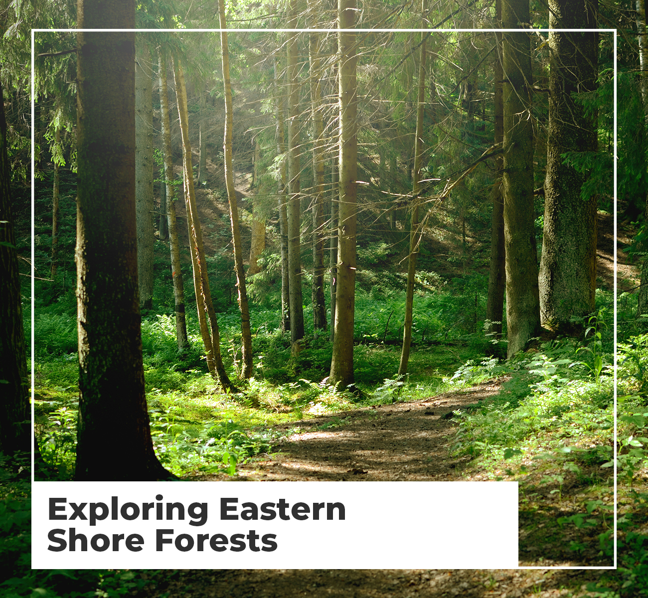 eastern shore forest