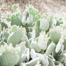 Rancho Santa Fe lots for sale