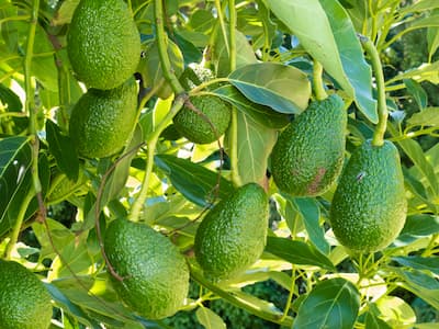 Fallbrook California avocado farms