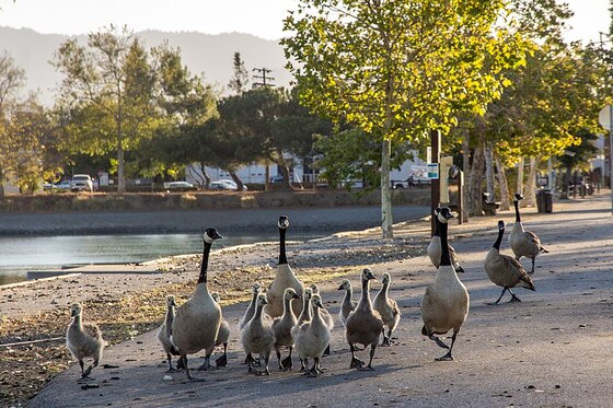 Los Gatos Creek County Park