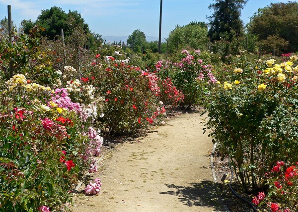 Discover the Rose Garden District: A Historic Gem in San Jose