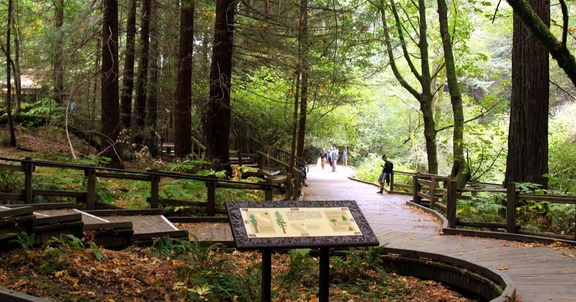 The Muir Wood National Monument