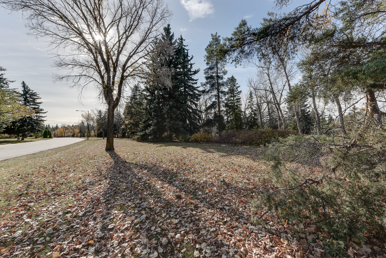 a path with trees on the side of a tree