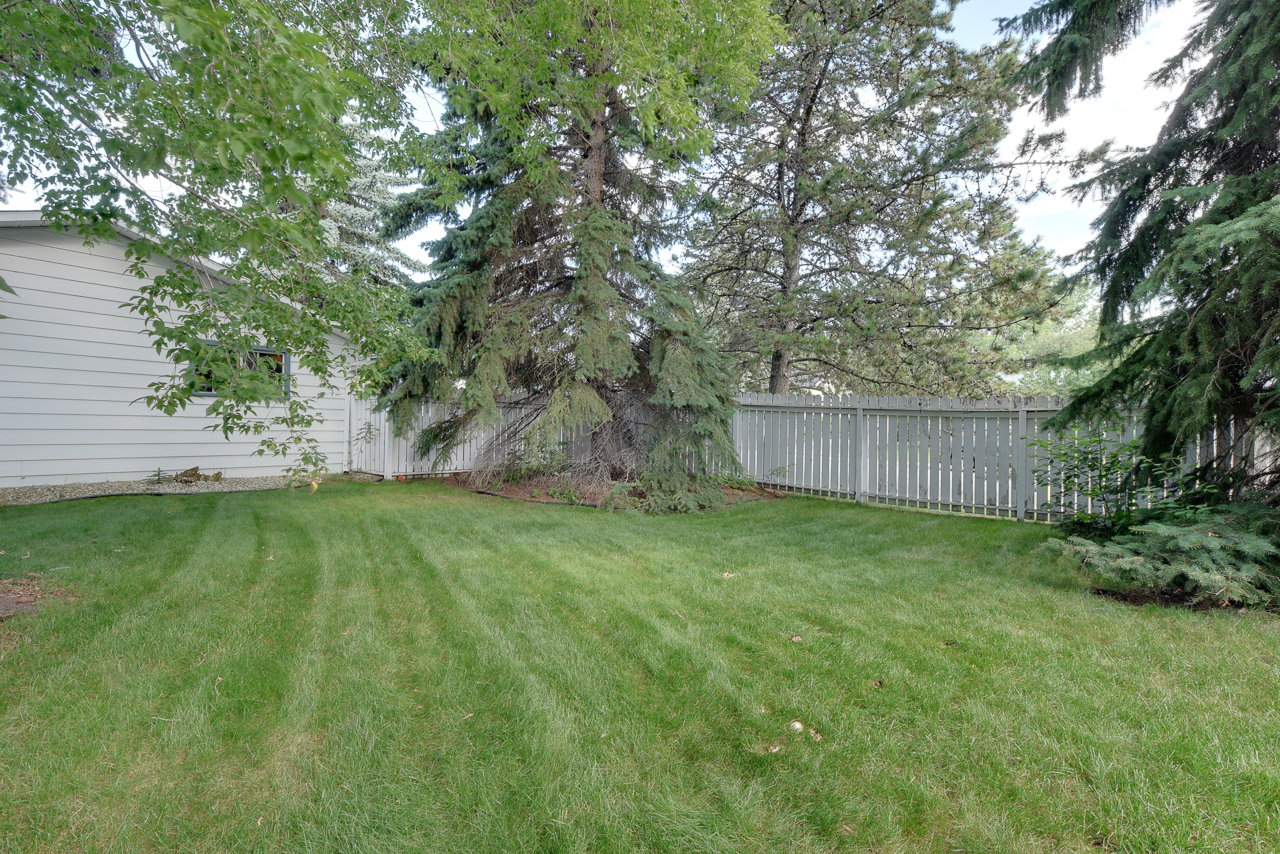 a tree in a grassy yard