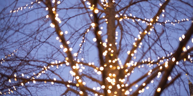 Christmas lights on a bare tree
