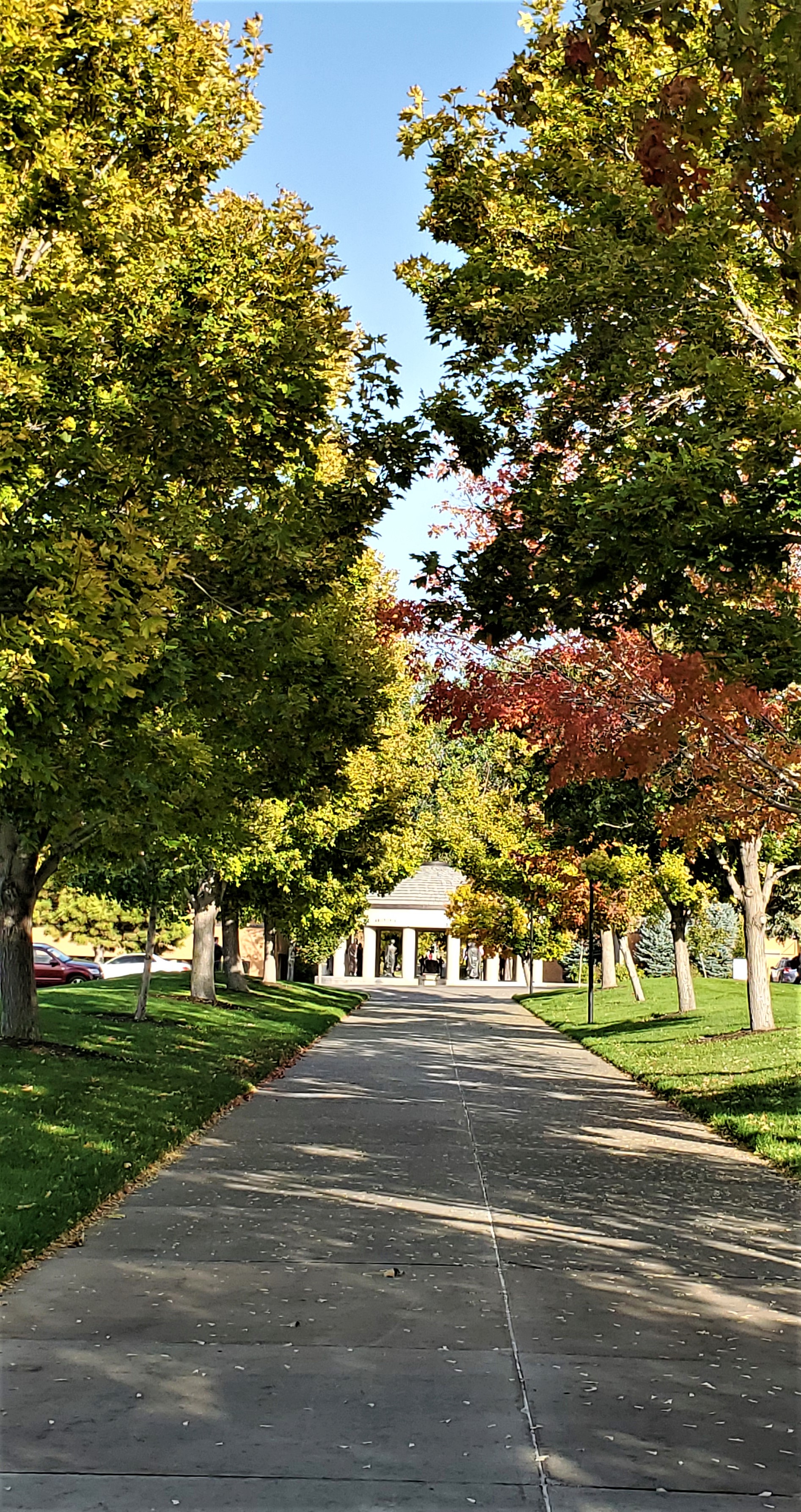 A walkway with trees and beautiful fall leaves