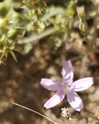 Little purple flower