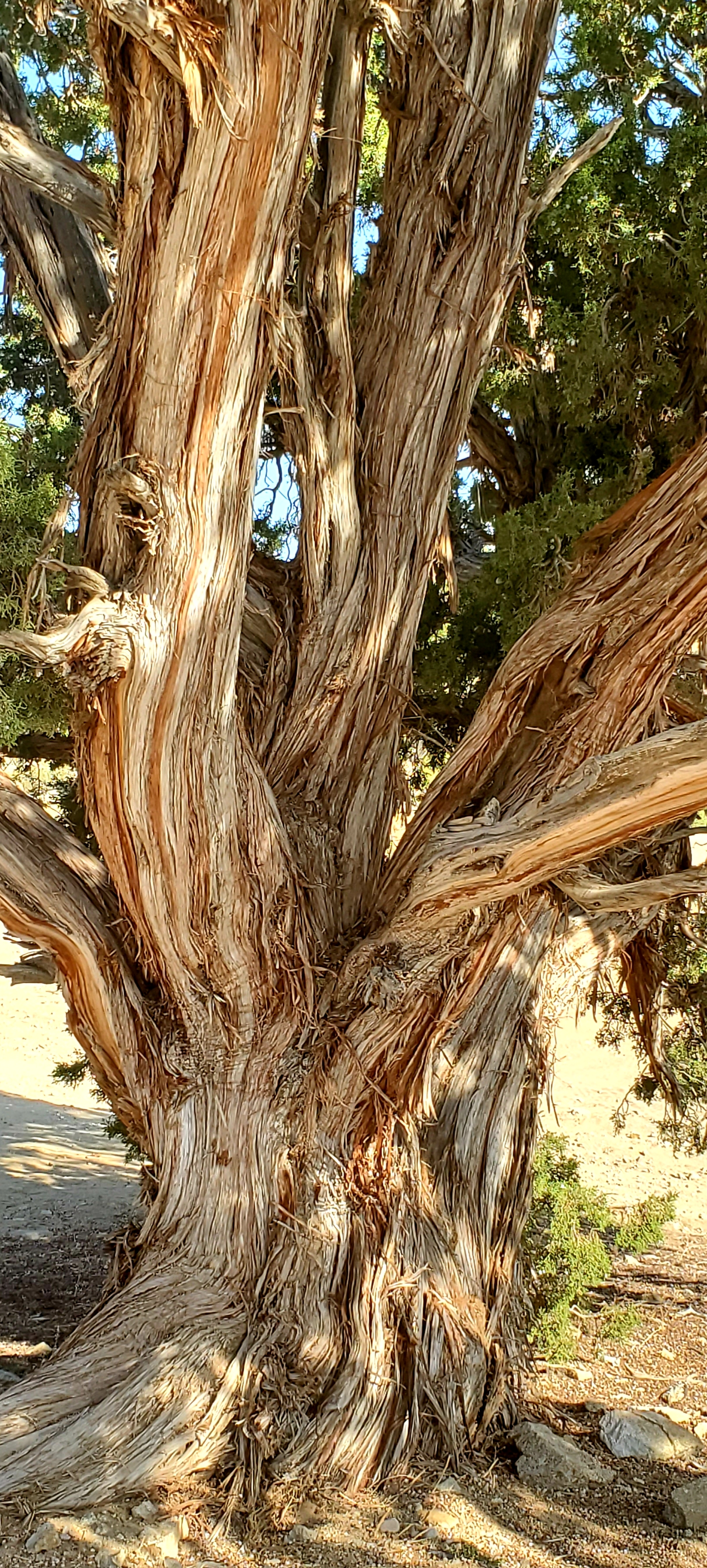 Tall Twisted Juniper Tree