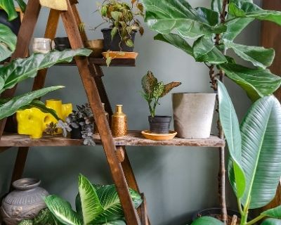 The Best Indoor Plants for Your Home 