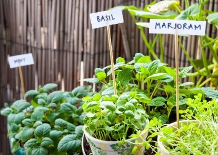 How to Start an Herb Garden in Your Home
