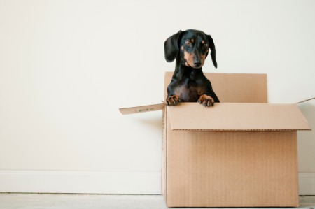 a guide to moving with pets