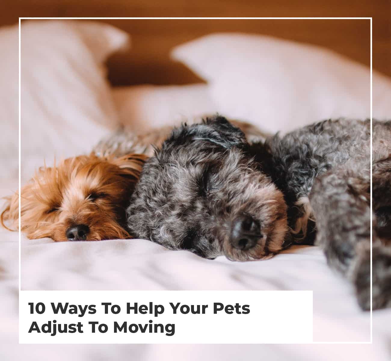 10 Ways To Help Your Pets Adjust To Moving