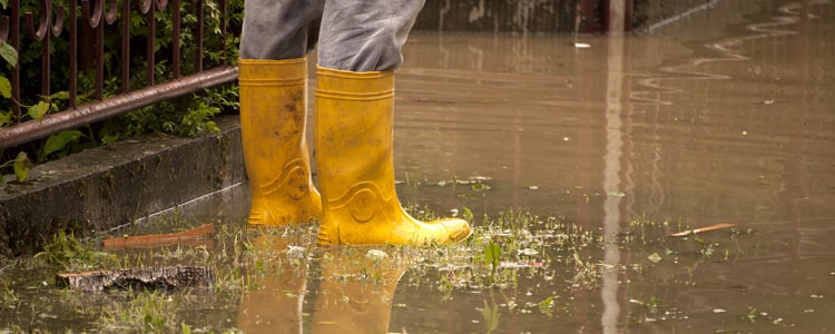 Standing Water in Yard