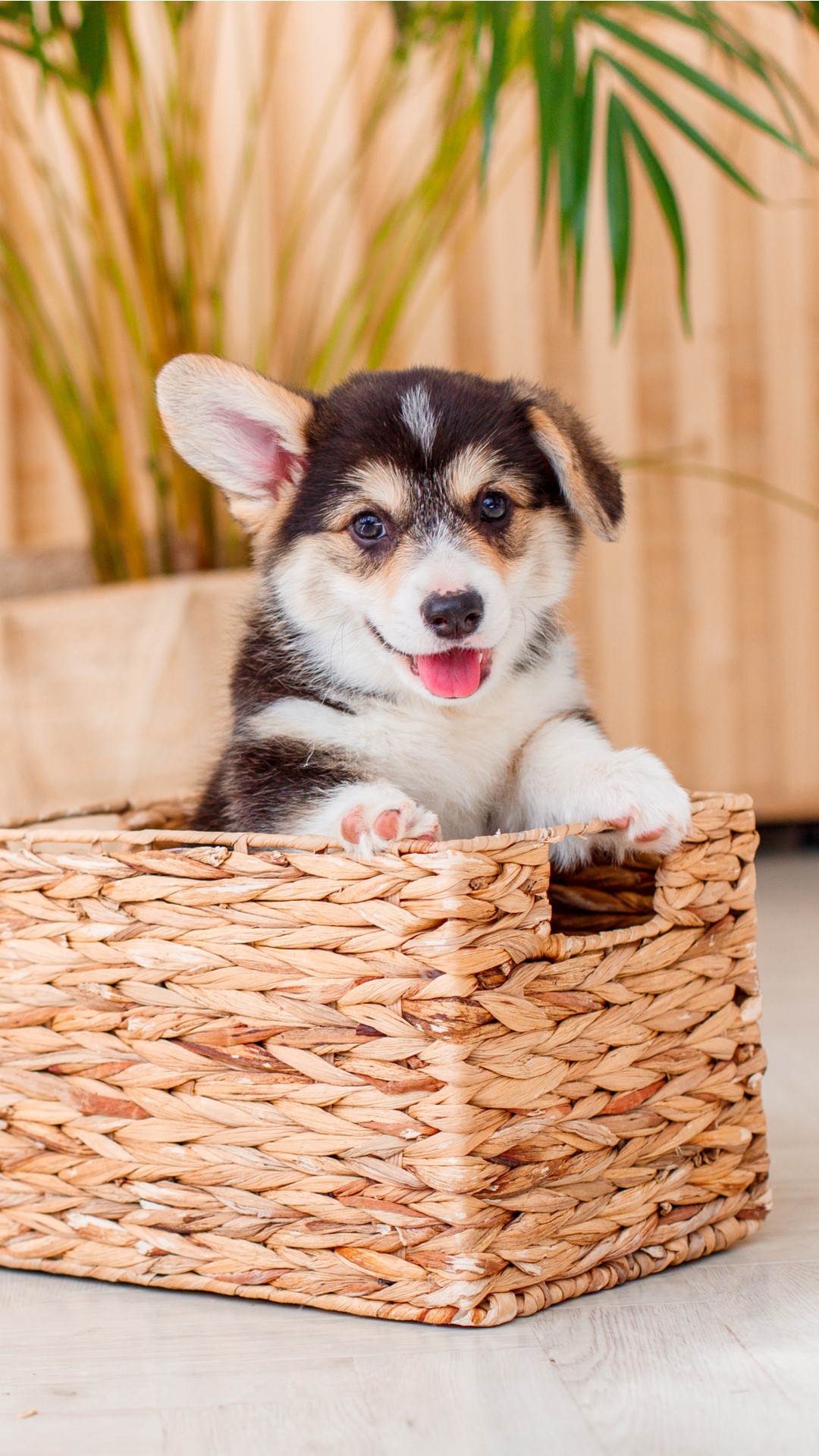 dog in basket