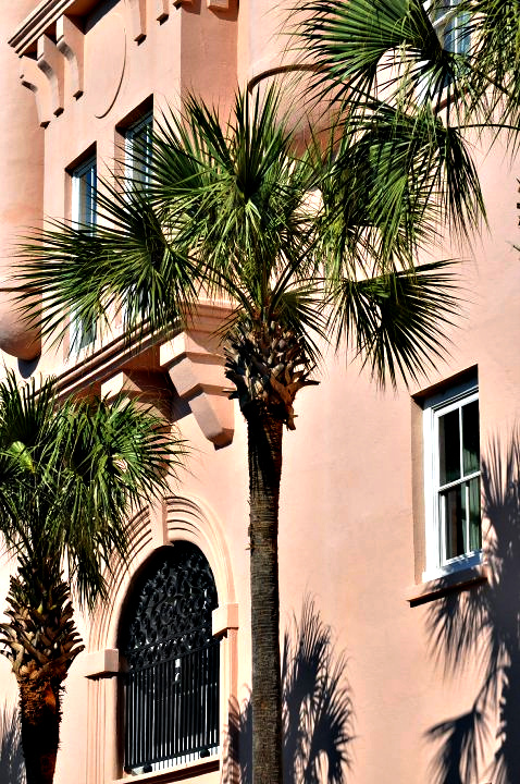 Charleston Palm Tree 
