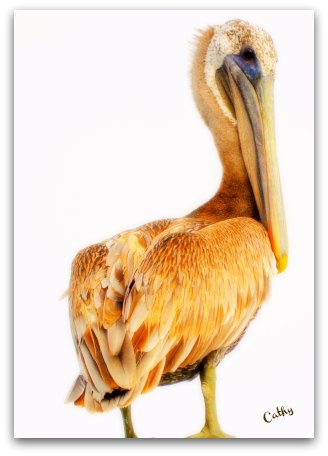 Pelican On Beresford Creek