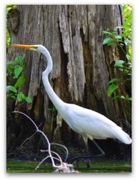 Egret at Magnolia Gardens in Charleston SC