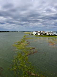 High Tide in Mt. Pleasant SC