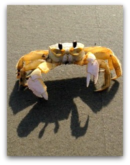 Isle of Palms SC Beach w/ Crab