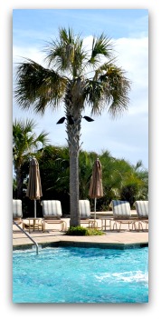 Kiawah Island SC Resort Pool