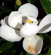 Magnolia Plantation