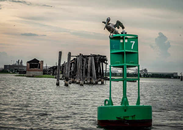 Pelican by Thomas Runion