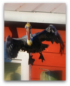 Pelican on Shem Creek, Mt. Pleasant SC