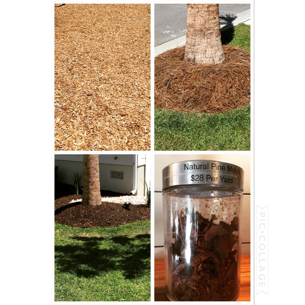 Pine Straw As Mulch Pros Cons And Alternatives