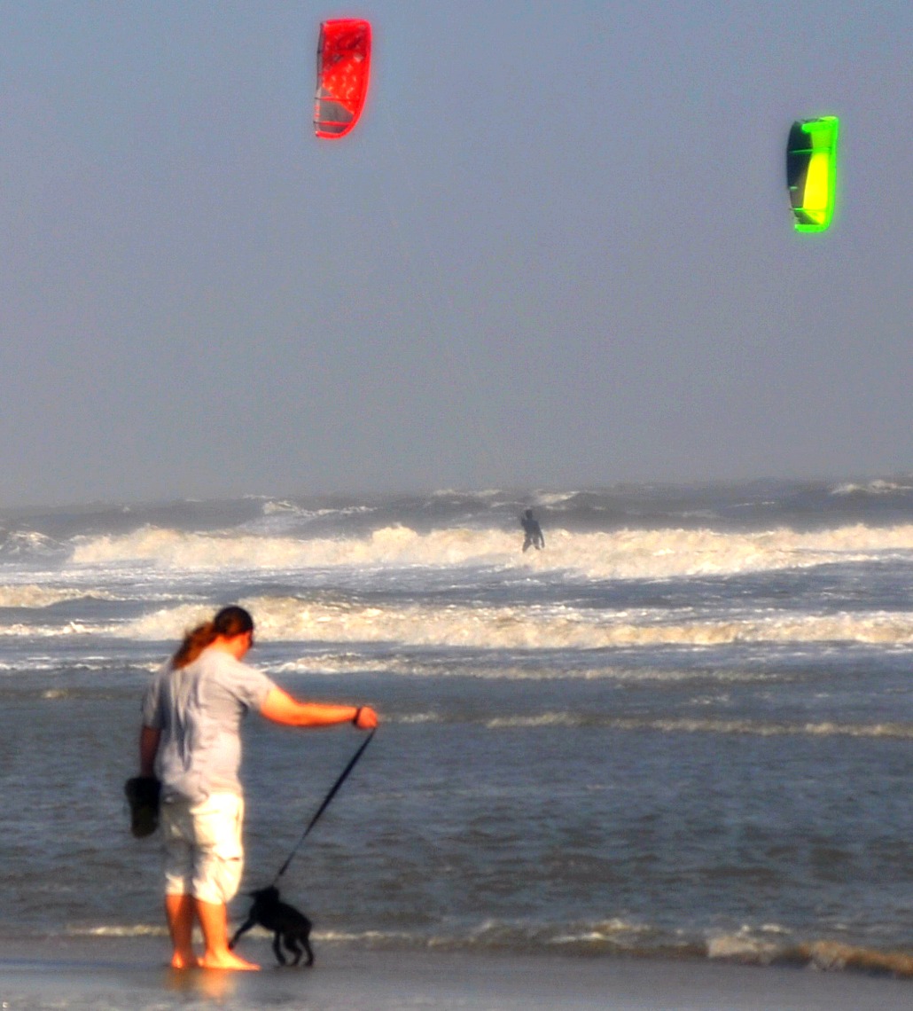 Puppy on Isle of Palms