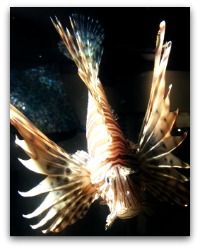 SC Aquarium Fish