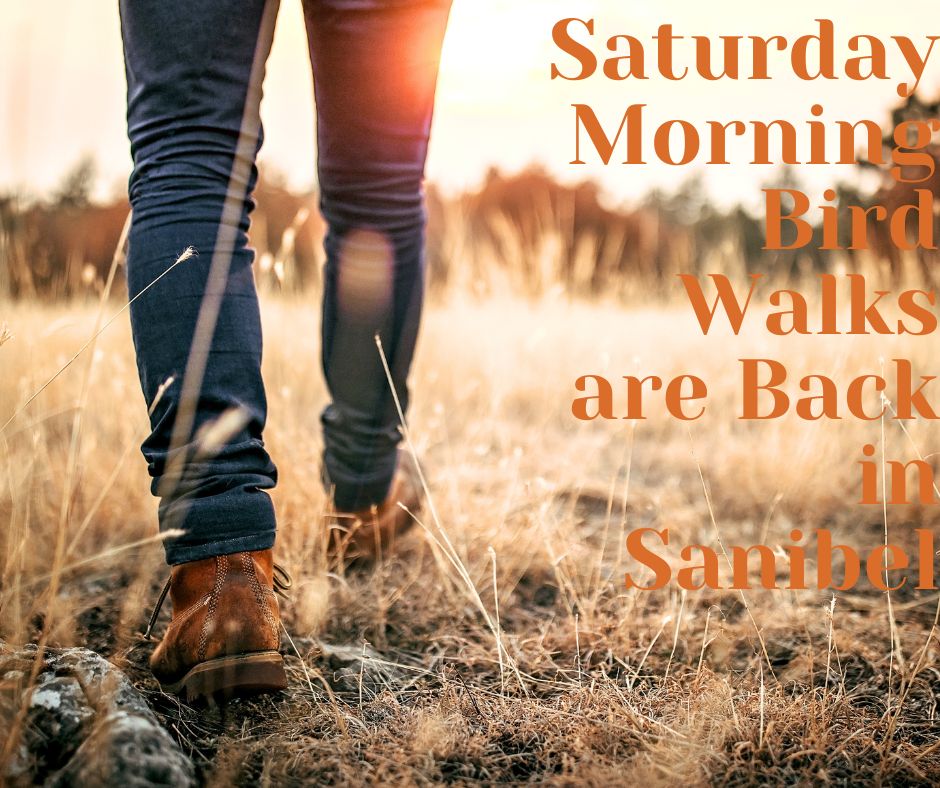 Saturday Morning Bird Walks are Back in Sanibel