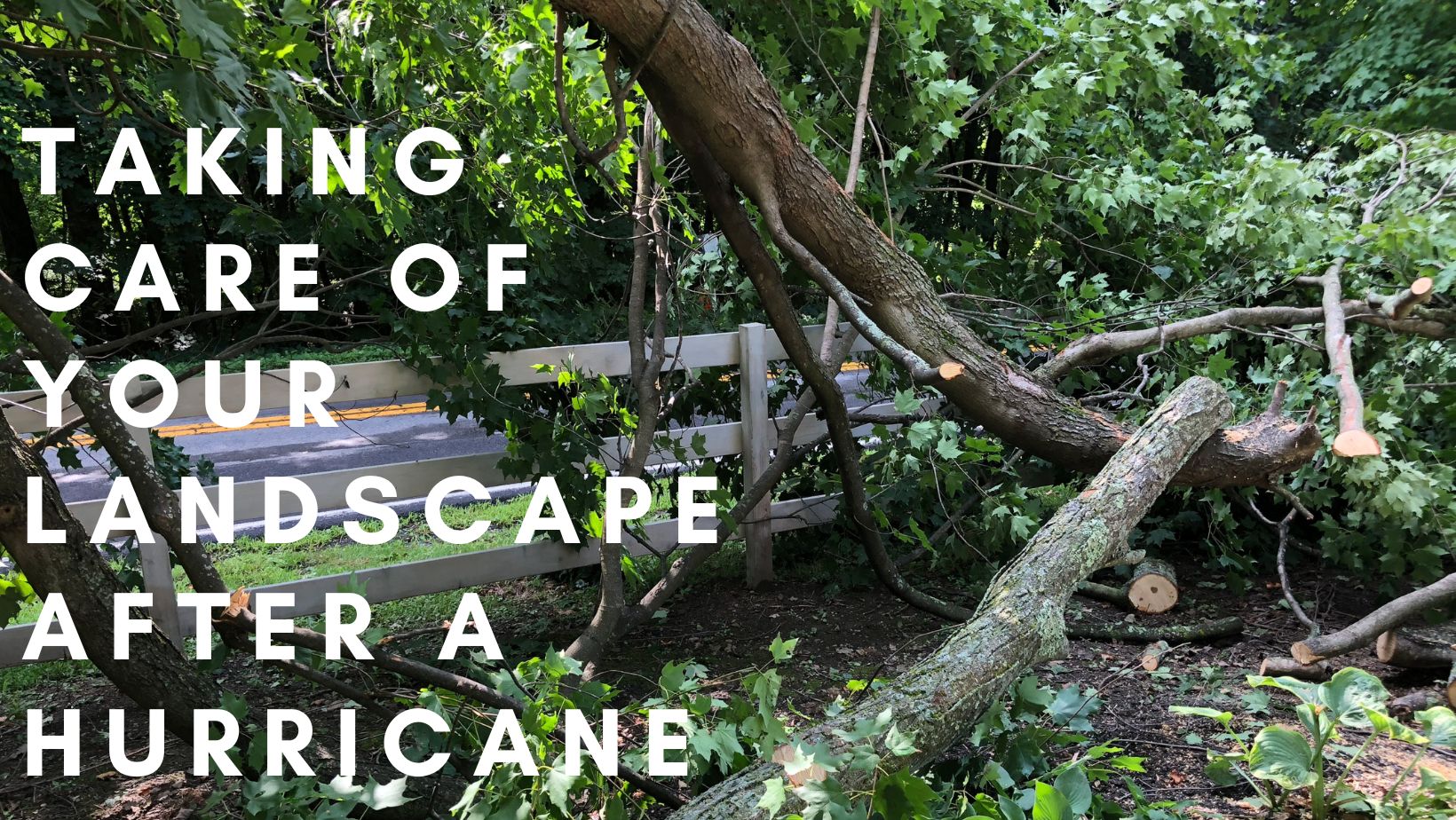 Taking Care of Your Landscape After a Hurricane