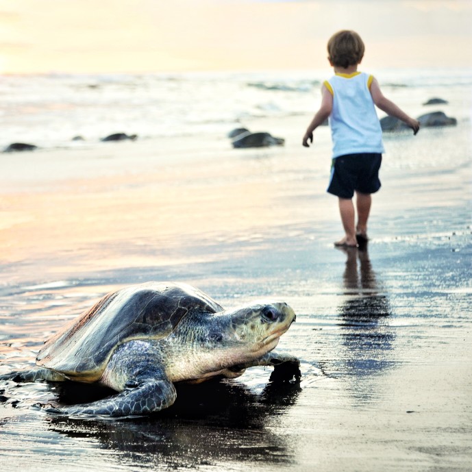 Living In Harmony with Sea Turtles in a Beach Front Home on Captiva Island