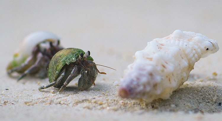 two hermit crabs go after the same shell
