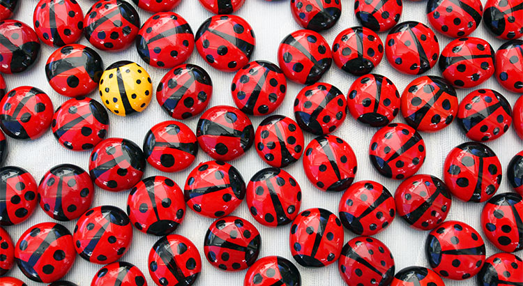 one yellow spotted bettle stands out in a sea of red lady bugs