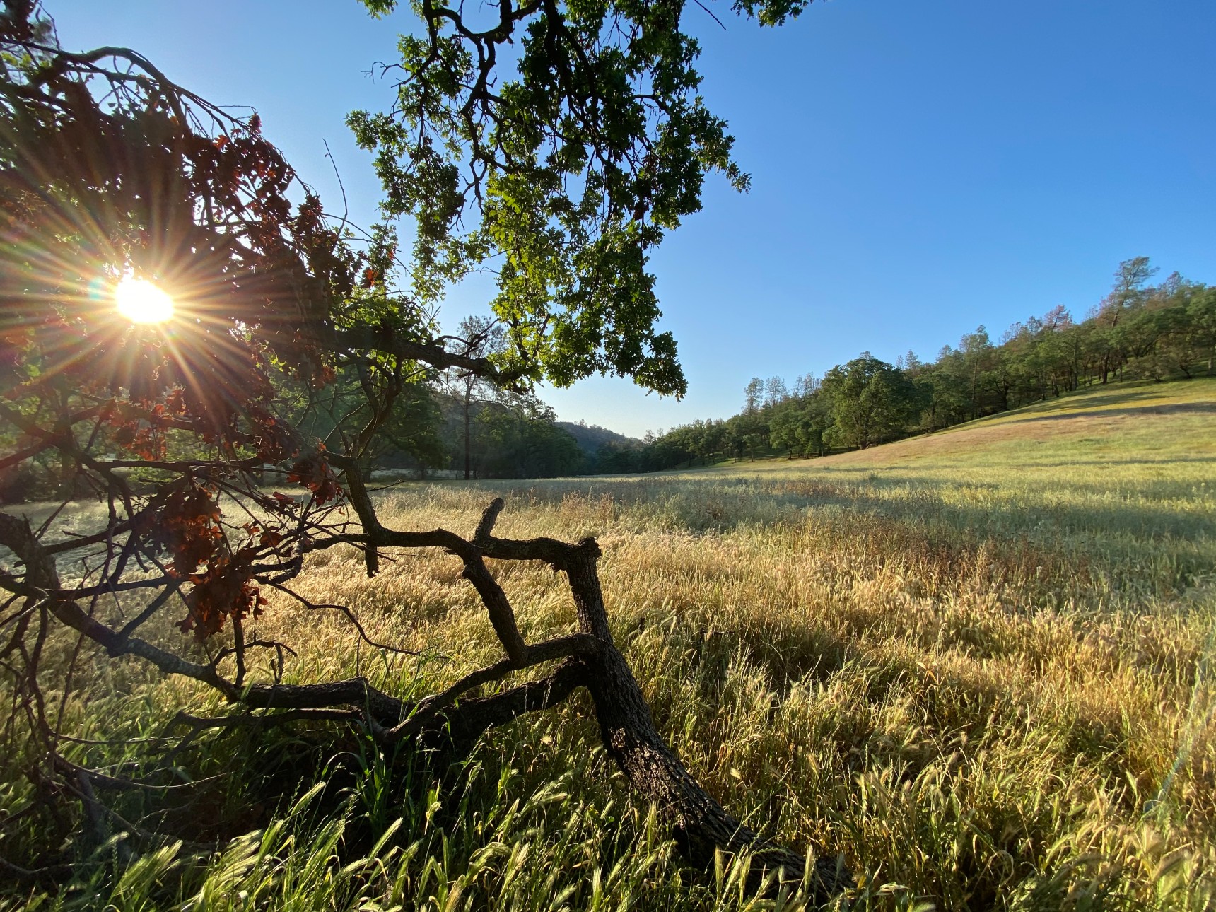 Morning in Ranch Country
