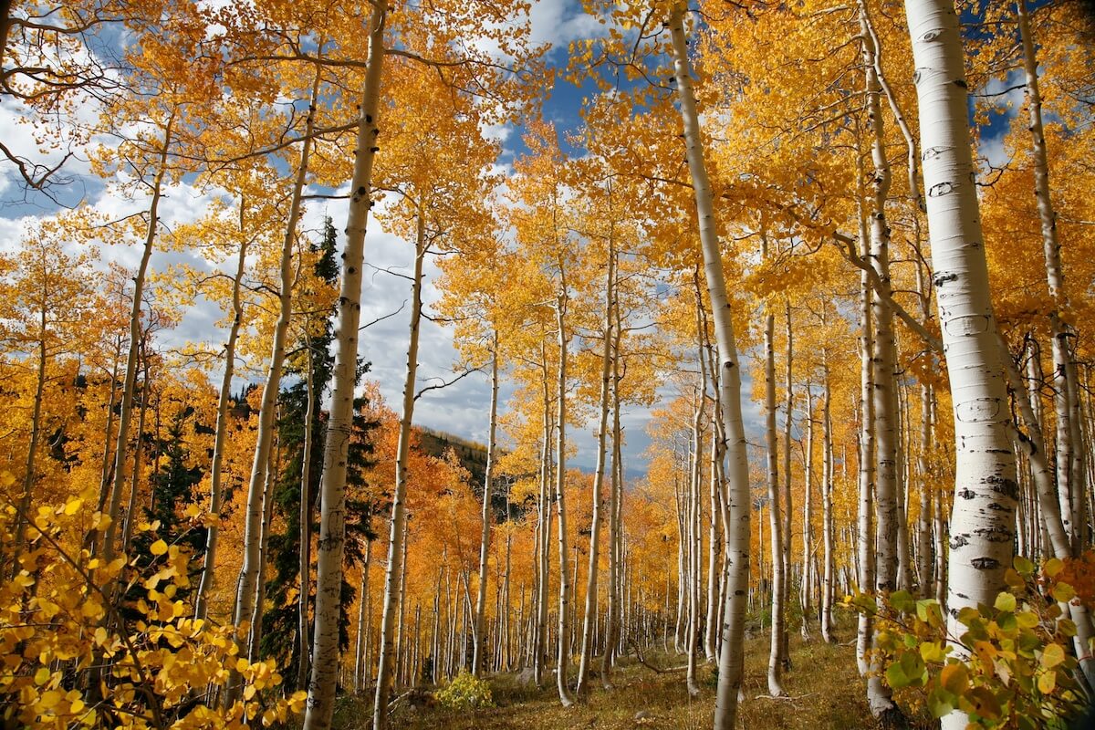 Steamboat Springs Aspen Trees in the Fall