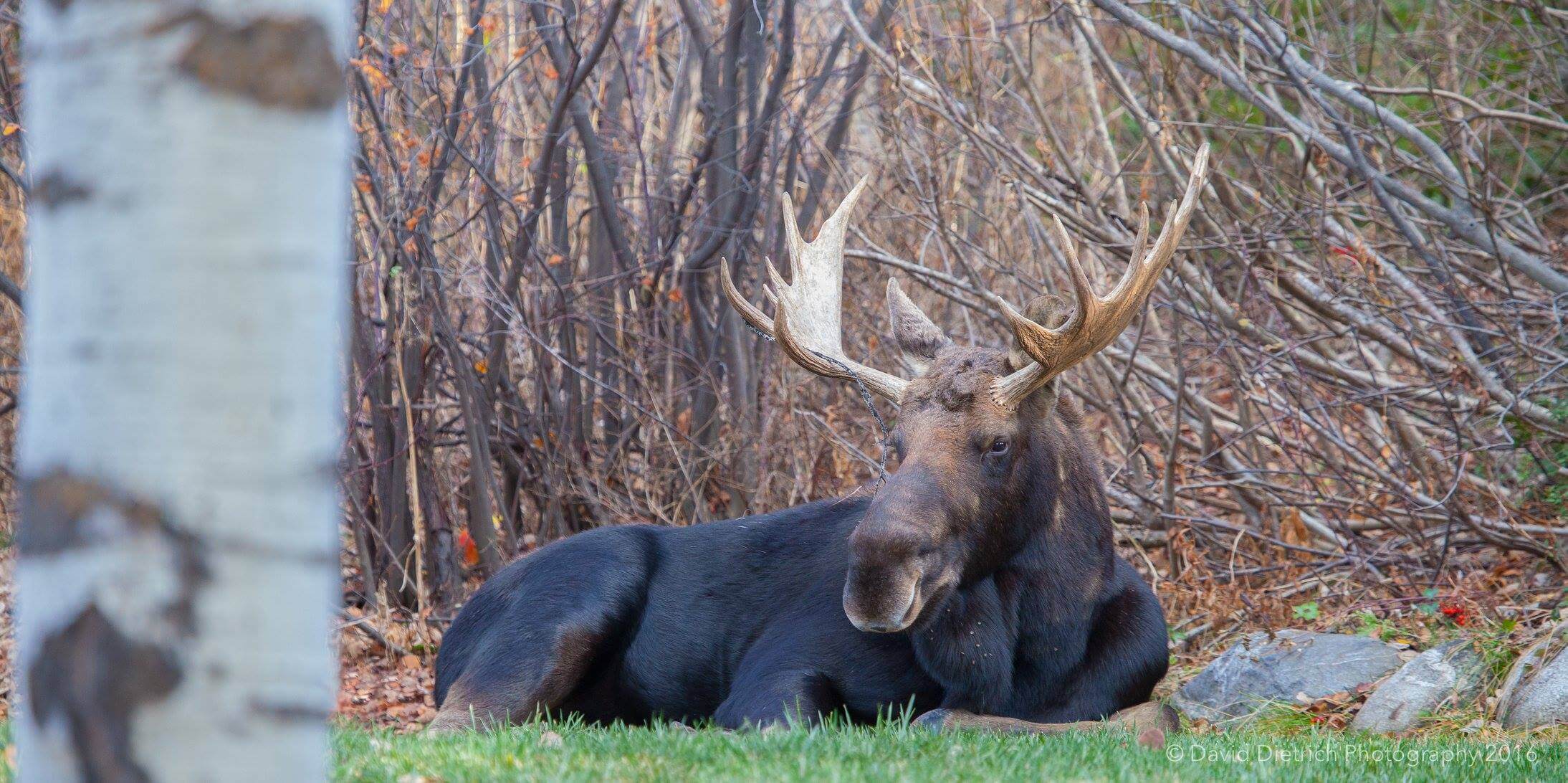 Moose in Steamboat Springs