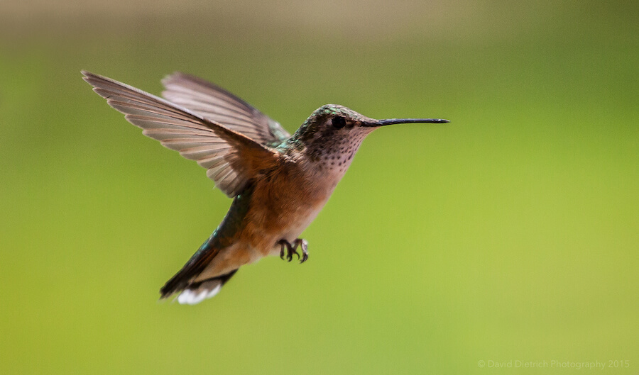 Bird in Flight During Spring in Steamboat Springs, Colorado