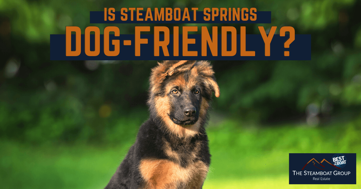 Things to Do With Dogs in Steamboat Springs, CO