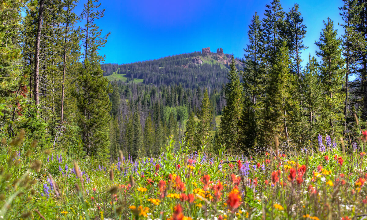 Summertime in Steamboat Springs Colorado