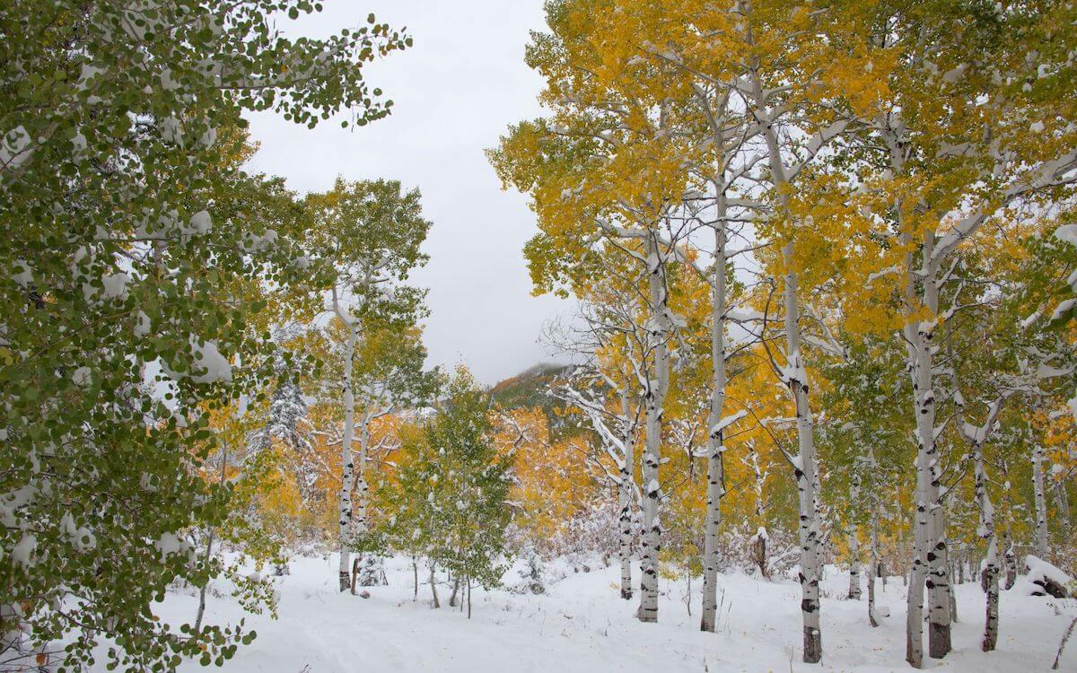 Multicolored Aspen Trees Covered in Snow in Steamboat Springs Colorado