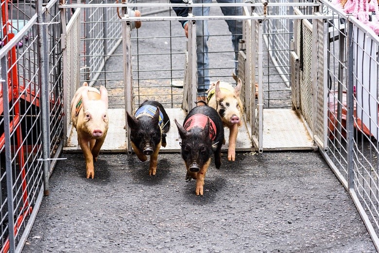 Ham and Yam Festival Smithfield, NC - Pigs in a line racing