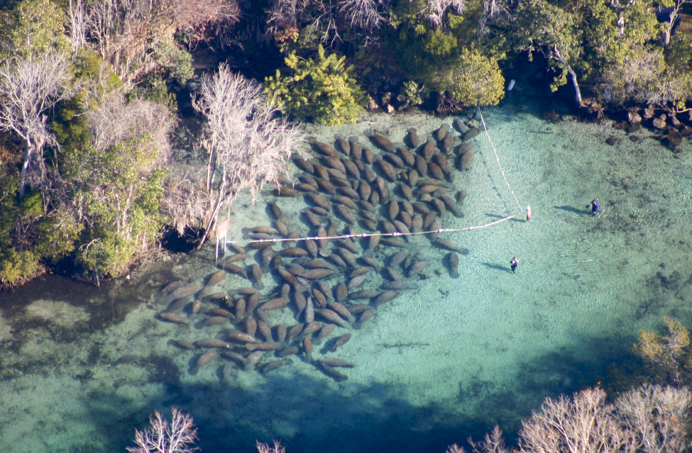 Must See: SWFL Manatee Migration