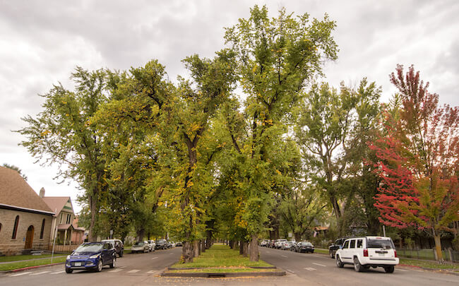 Historic Downtown Durango, Colorado, Tree-Lined Streets in Downtown Durango
