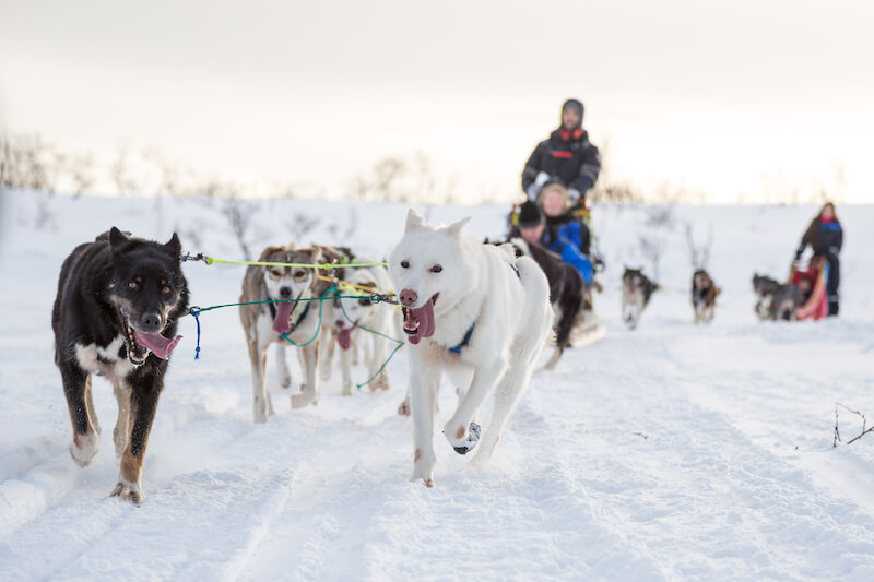 Learn How to Dog Sled at Durango Dog Ranch