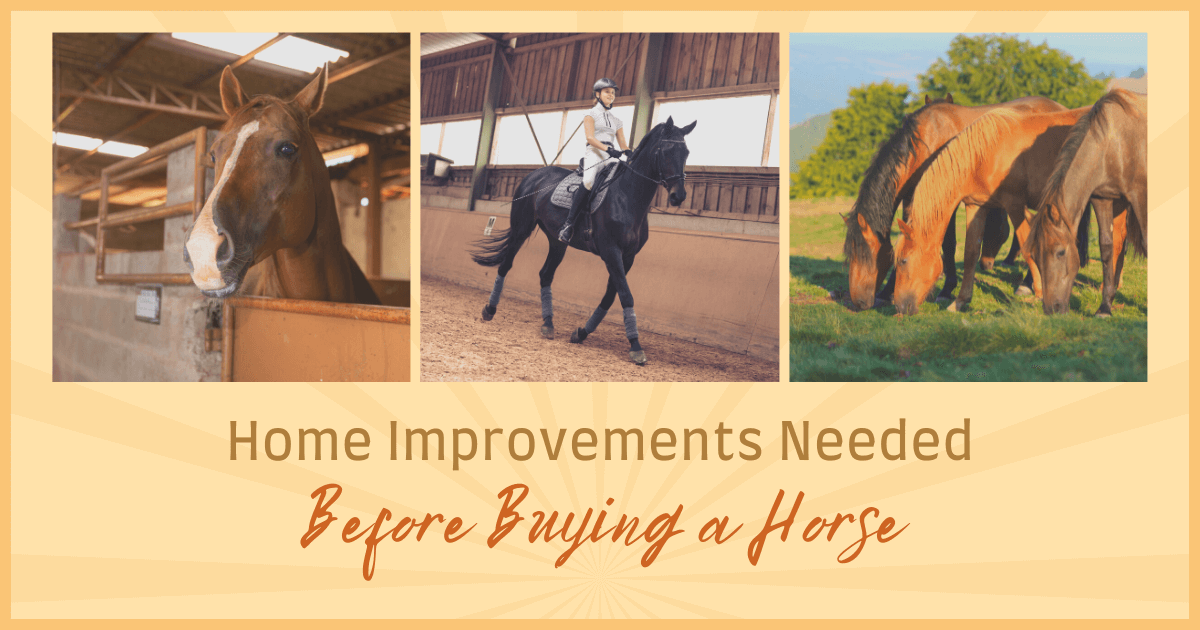 Home Improvements Your Home Needs for Horses